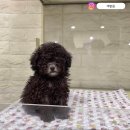 개맑음