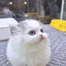 수원고양이분양 드림캣 안심분양센터 | 드림캣 수원점, 믿음직한 반려동물 분양 센터에요! 🐾