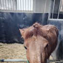 궁평목장 이미지