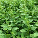 장식농장3 이미지