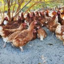 대섬알이랑 이미지