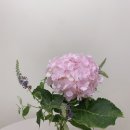 플라워천국 이미지