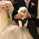 완산-45 | W.결혼준비(5) 전주 시집가는날 / 웨딩촬영 후기, 강아지 동반