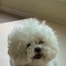 아가펫살롱 이미지