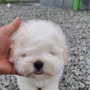테이블가든 이미지