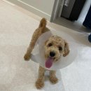 화서동물병원 이미지