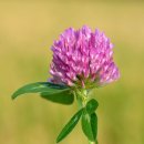 클로버약국 이미지