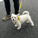 엔젤짐 반려견 아카데미 이미지