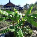 파초 | 파초 Musa basjoo