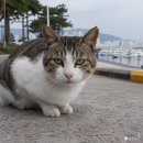 동백유원지 비건뉴스