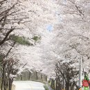 용담면 벚꽃길 이미지