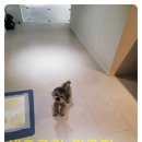 시흥매트리스,쇼파,카페트 서울 서초동 대우엘로즈카운티 아파트 쇼파청소후기