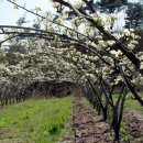 과수원집 이미지