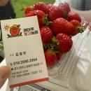 해마루농원 | [포천 아이와 가볼 만한 곳] 예약금 1만 원의 행복! 가성비 끝판왕 '해마루딸기농원' 체험 후기