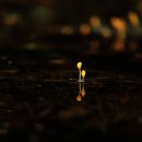 황금버섯 이미지