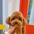 왈왈미용실 이미지