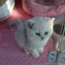 냥이의하루 카페.분양 이미지