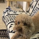 짱구분식 이미지