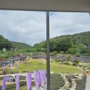 아뜰리에물든 | 양산 라벤더축제 카페 추천, 느티나무의사랑 내돈내산 후기