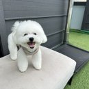 도기야드 이미지