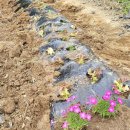 텃밭가꾸기 | 텃밭 체험 상추 모종 심기/고추모종/대추방울토마토/부추 모종심기 텃밭 가꾸기 도전 후기