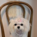 소금소금 펫살롱 이미지