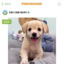 댕댕이뽀샵 이미지