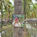 될 놈 마켓 | 치앙마이 여행 7일차(1) 코코넛 마켓 영업시간 기념품 먹거리 추천