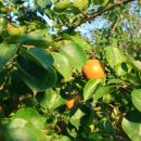 강원도 타샤의 정원 이미지