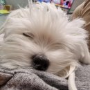 순수하개 이미지