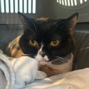 미용특공대 이미지