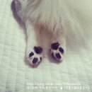 [전쟁같은] 부산 케이펫페어 다녀왔어요 (가격수정)