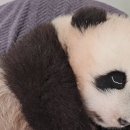 광동숯불오리 이미지