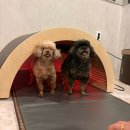 뽑고놀고 | [진해 가주동] 창원 애견 동반 숙소 찜질방 | 휴일도 스테이 주말 1박 솔직 후기