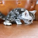 (주) 브리티쉬모터서비스 | 코리안 숏헤어 성격 특징 분양 후기