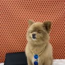 꼬몰
