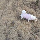 띵독 이미지