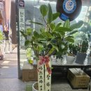 한국생화직매장