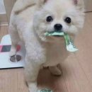 구름동물병원 이미지