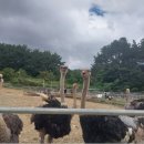 공룡타조랜드 | 고성 여행 중 아이와 특별한 체험을 찾으신다면, 고성공룡 타조랜드