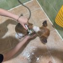 더펫프리미엄 | &lt;강아지 샴푸&gt; &#34;보다더 펫샴푸&#34; 프리미엄 반려동물 강아지 고양이 저자극샴푸 솔직 후기