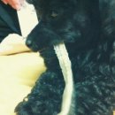 까망이PC 이미지