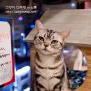 다락방고양이 이미지