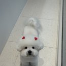 러브시티독 이미지