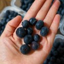 태민농장 이미지