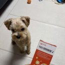 팔팔병원 | 닥터 멍멍팔팔J 강아지 관절영양제 급여 후기