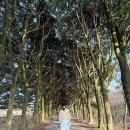 바닷가작은숲 | 제주도 동쪽 숲길 후박나무길 제주 핫플 라마네의식주