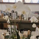 죽여주는동치미국수 | 성수 "죽여주는 동치미국수" 다녀온 솔직 후기