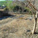 시동 샛대일 이미지