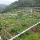 삼화농원 이미지